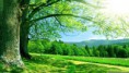/album/fotogaleria/nature-summer-23-jpg/